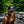 raisedCO Colorado Trucker Hat